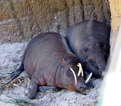 [Both pigs have smooth grey skin. The one without tusks is lying against a rock wall on the right. The pig with the tusks lies against the other one. There are three tusks growing from the nose end of the left-most pig.]